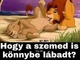 Punci nyalás