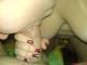 Janika69 Janika69