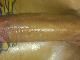 ricso28 ricso28