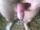 ferrum6