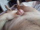 alos