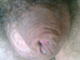 ferrum6