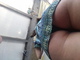 nyulos nyulos