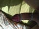 Kecs gabor Kecs gabor