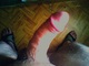 tomi86 tomi86