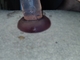 bitoma bitoma