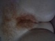 Redhead Redhead