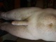 Ovatosduhaj Ovatosduhaj