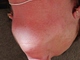 atomatoma atomatoma