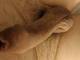SensualScorp